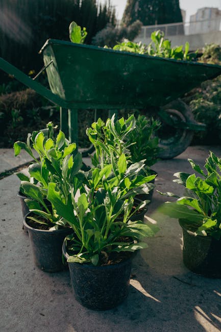 In a small garden at Lillie Road, West Brompton, several potted plants with vibrant green, emerging leaves are arranged on the paved ground, demonstrating ongoing plant growth and garden care. Behind 